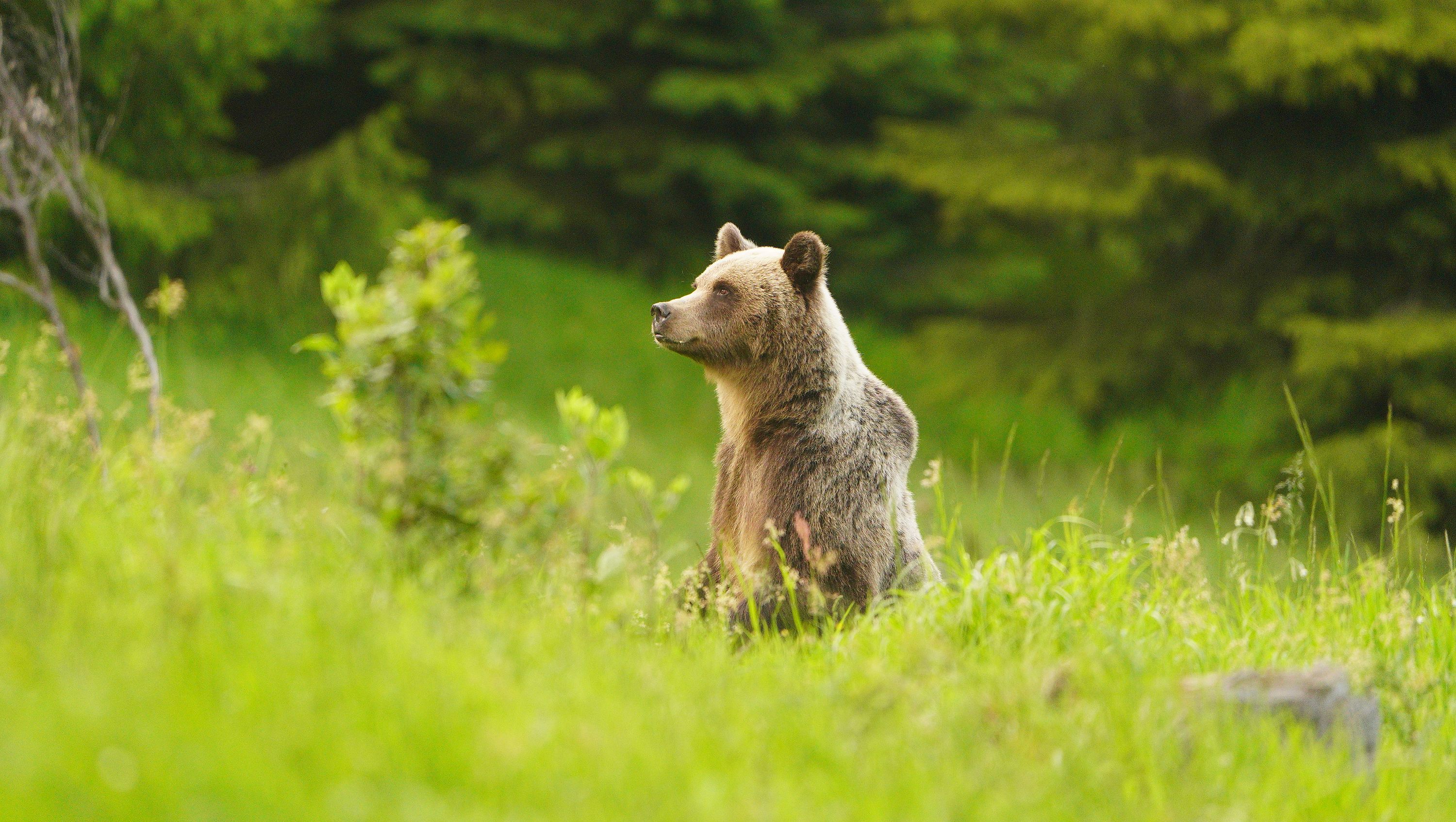 Brown bear in Slovak mountains